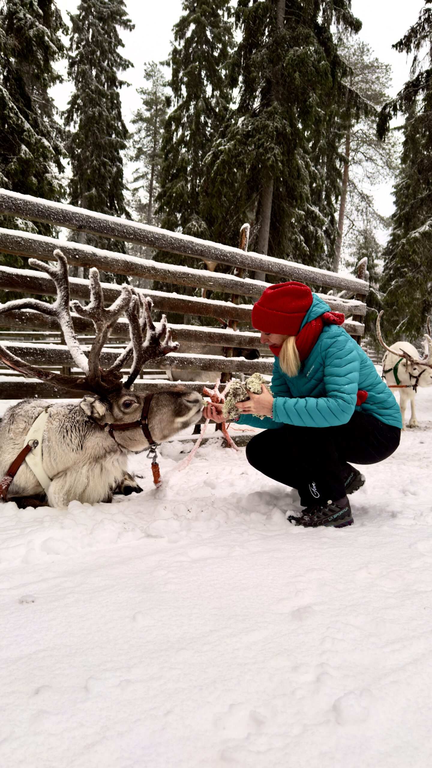 Wyprawa Kamperowa - Laponia zima 26/27 - obrazek 3